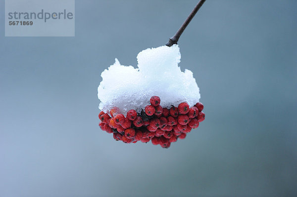 Frucht der Eberesche im Winter