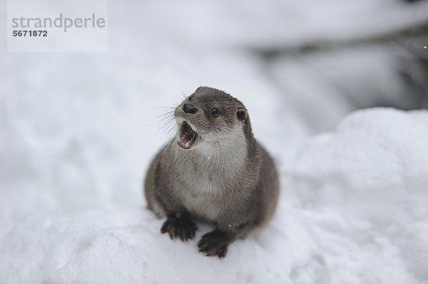 Fischotter (Lutra lutra) im Schnee