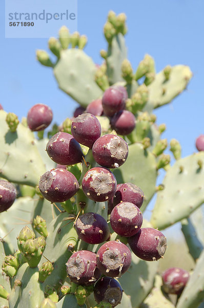 Feigenkaktus (Opuntia ficus-indica) mit reifen Früchten  Tunis  Tunesien  Afrika