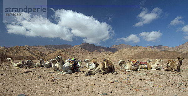 Arabische Kamele  Dromedare (Camelus dromedarius) in der Wüste  Dahab  Rotes Meer  Ägypten  Afrika