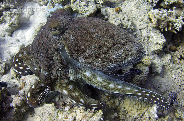 Tintenfisch (Octopus sp.)  Rotes Meer  Ägypten  Afrika