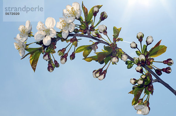 Blüten eines Pfirsichbaums (Prunus persica)  Ukraine  Osteuropa