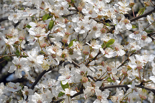 Blühende Vogel-Kirsche (Prunus avium)  Ukraine  Osteuropa