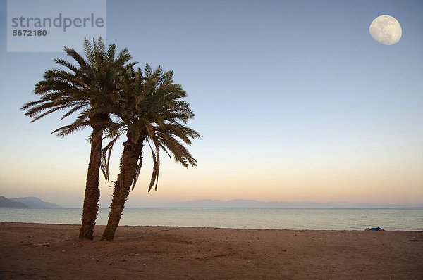 Zwei Palmen am Strand  Mond  Dahab  Rotes Meer  Ägypten  Afrika