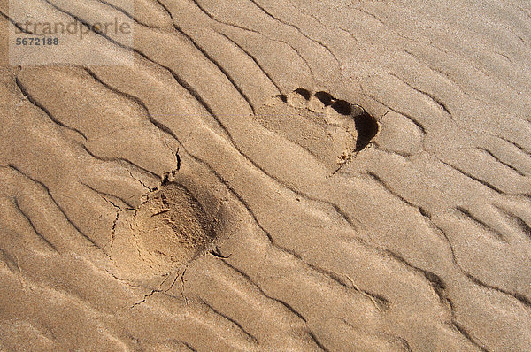 Fußabdruck im Sand  Wüste  Dahab  Ägypten  Afrika