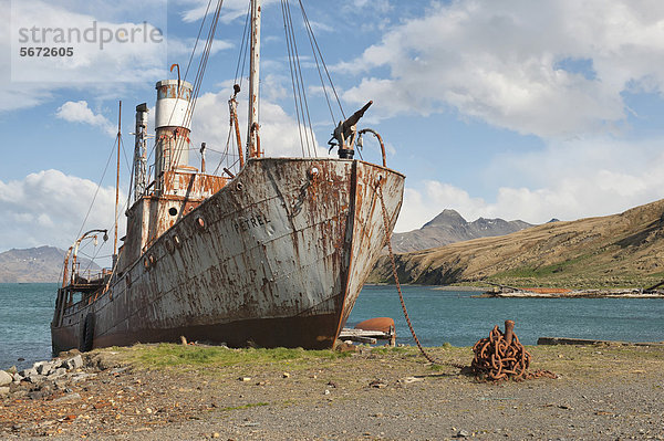Verlassenes  rostiges Walfangschiff  ehemalige Walfangstation Grytviken  Südgeorgien  Antarktis