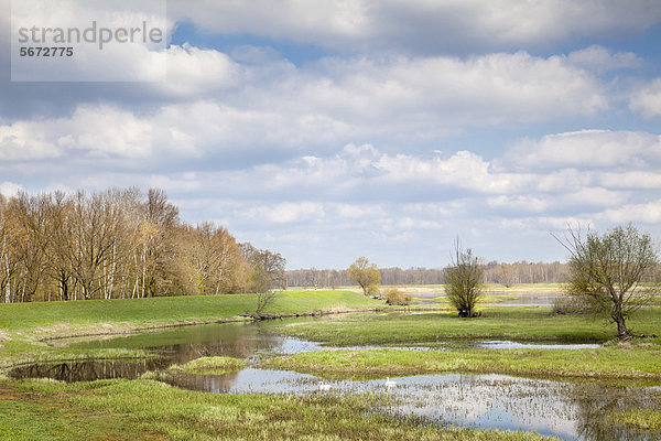 Odertal in der Nähe von Neuzelle  Brandenburg  Deutschland  Europa