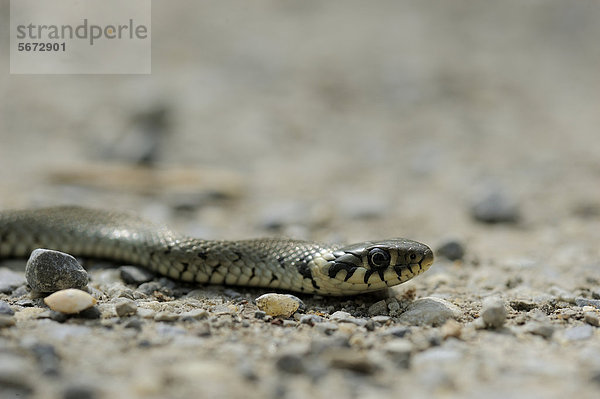 Ringelnatter (Natrix natrix)  Donauauen  Niederösterreich  Österreich  Europa