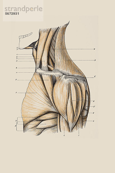 Muskelaufbau Hals  Schultern  anatomische Illustration