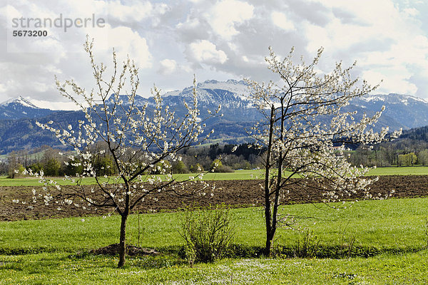Kirschbäume in Blüte vor der Kampenwand  Chiemgau  Oberbayern  Deutschland  Europa