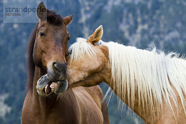 Haflinger und New Forest Pony spielen miteinander und beißen sich ins Maul  Wallach  Lehmfuchs und Brauner  Nordtirol  Österreich  Europa