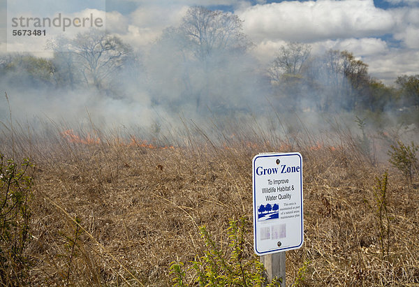 Kontrollierte Verbrennung im River Rouge Park mit dem Ziel  invasive Arten zu vernichten  nach dem Brand wird das Gebiet mit einheimischen Präriepflanzen neu ausgesät  Detroit  Michigan  USA