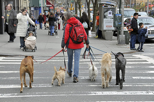 Dogwalker  Frau führt 5 Hunde aus  Manhattan  New York City  USA  ÖffentlicherGrund