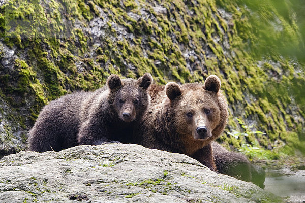 Braunbären (Ursus arctos)  Bärin mit Jungem  Nationalpark Bayerischer Wald  bayern  Deutschland  Europa