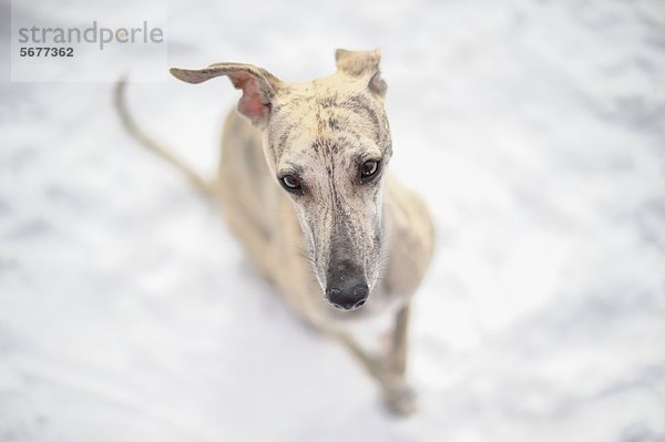 Whippet im Schnee schaut nach oben