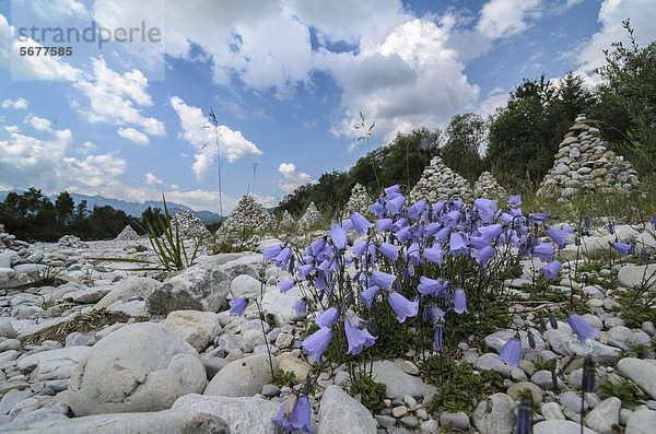 Glockenblumen (Campanula sp.) und Steinpyramiden am Isarufer  Bayern  Deutschland  Europa