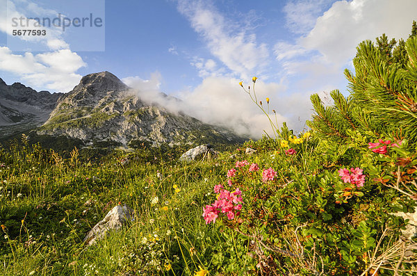 Alpenrosen  Bewimperte Alpenrose (Rhododendron hirsutum)  im Karwendelgebirge  Tirol  Österreich  Europa