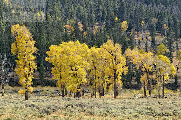 Herbstlich verfärbte Espen und Pappeln (Populus sp.)  Lamar Valley  Yellowstone National Park  Wyoming  USA