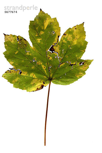 Welkendes herbstliches Ahornblatt (Acer)