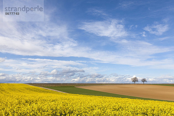 Getreidefelder im Frühling  Wolkenhimmel  Südpfalz  Pfalz  Rheinland-Pfalz  Deutschland  Europa
