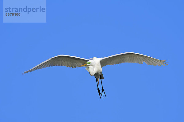 Silberreiher (Casmerodius albus  Egretta alba) im Flug  Florida  USA