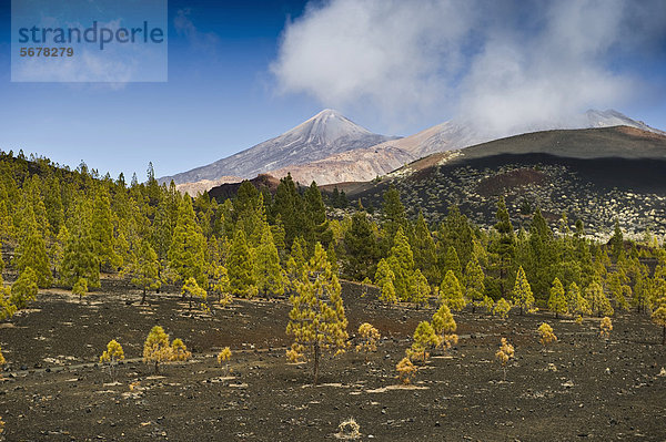 Kiefern (Pinus sp.) an der Baumgrenze und Teide Gipfel  Mirador de Chio  Teide Nationalpark  Teneriffa  Kanarische Inseln  Spanien  Europa