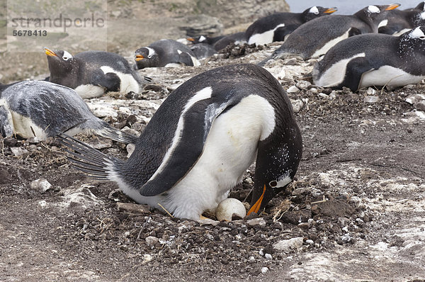 Eselspinguin Pygoscelis papua Langschwanzpinguin Falklandinseln New Island Pinguin Südamerika