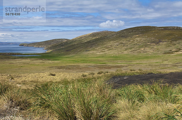 Küste der Insel New Island  Malwinen  Falklandinseln  Südamerika