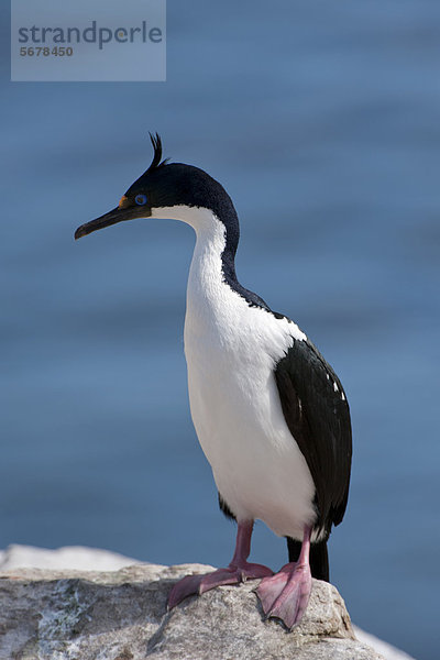 Blauaugenscharbe auch Antarktischer Kormoran (Phalacrocorax atriceps)  New Island  Falklandinseln  Südamerika