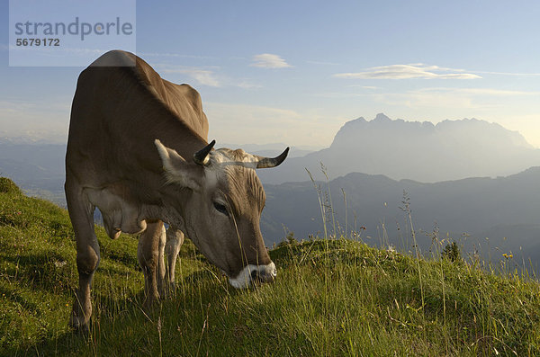 Kuh auf der Eggenalm vor dem Wilden Kaiser-Gebirge  Reit im Winkl  Chiemgau  Oberbayern  Bayern  Deutschland  Europa