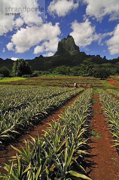 Quad-Tour auf Moorea  Ananas-Plantage  Mount Tohiea  Valle de Gauguin  Inseln unter dem Wind  Gesellschaftsinseln  Französisch-Polynesien  Pazifischer Ozean