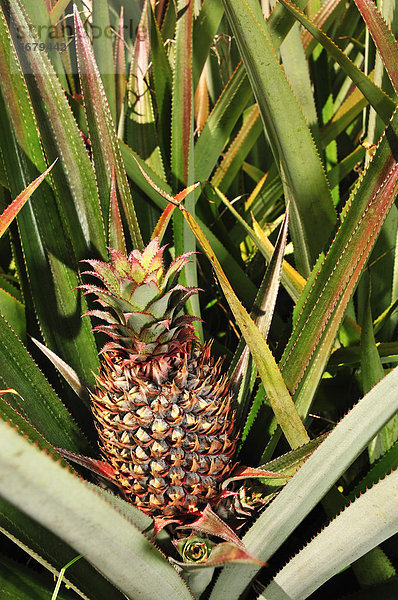 Ananas auf Ananas-Plantage  Moorea  Inseln unter dem Wind  Gesellschaftsinseln  Französisch-Polynesien  Pazifischer Ozean