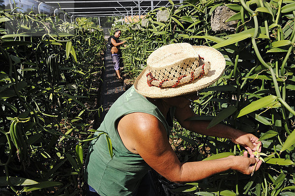 Mann bei der Vanille-Produktion  Gewürzvanille (Vanilla planifolia)  Gewächshaus  Moorea  Inseln unter dem Wind  Gesellschaftsinseln  Französisch-Polynesien  Pazifischer Ozean