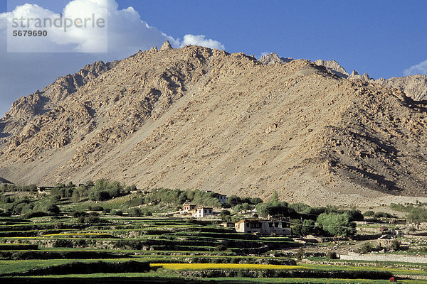 Felder  Hemis Schukpachen  Ladakh  Jammu und Kaschmir  indischer Himalaya  Nordindien  Indien  Asien