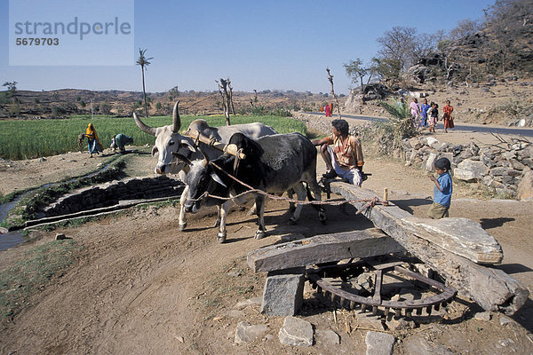 Mit Hilfe von Ochsen betriebener Brunnen  bei Ranakpur  Rajasthan  Indien  Asien