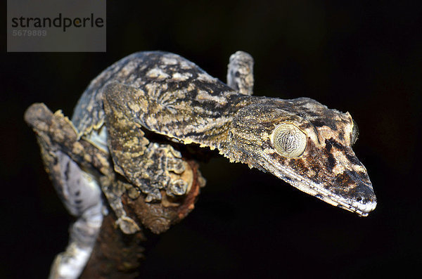 Plattschwanzgecko (Uroplatus gigantaeus) in den Wäldern des Montagne de Ambre  Madagaskar  Afrika