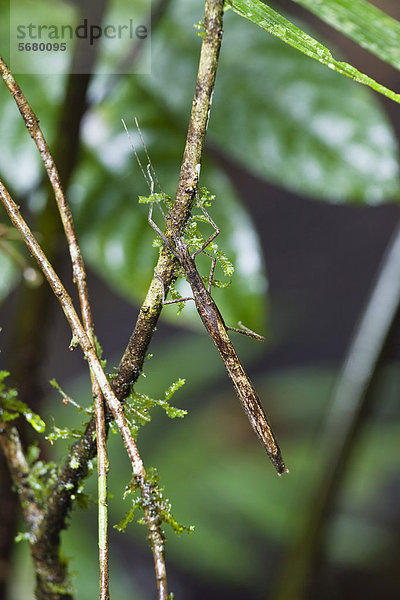 Stabheuschrecke  unbestimmte Art  im Regenwald  Braulio Carrillo Nationalpark  Costa Rica  Mittelamerika