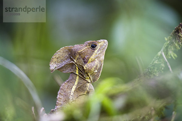 Basilisk (Basiliscus basiliscus) im Tiefland-Regenwald  Braulio-Carrillo Nationalpark  Costa Rica  Mittelamerika