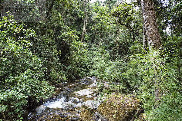Regenwald am Cerro de la muerte  Rio Savegre  Costa Rica  Mittelamerika