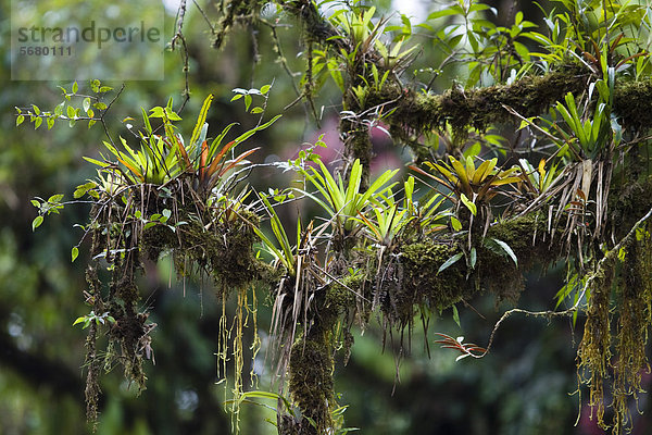 Epiphyten auf Regenwaldbaum  Tapanti Nationalpark  Costa Rica  Mittelamerika