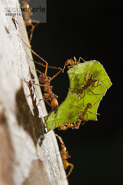 Blattschneiderameise (Atta cephalotes) trägt Blattstücke stammabwärts  Regenwald  Costa Rica  Mittelamerika