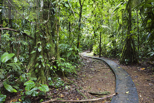 Pfad im Tiefland-Regenwald  Biologische Station La Selva  Braulio-Carrillo Nationalpark  Costa Rica  Mittelamerika