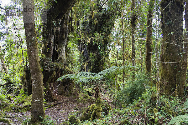 Bergregenwald am Cerro de la muerte  Costa Rica  Mittelamerika