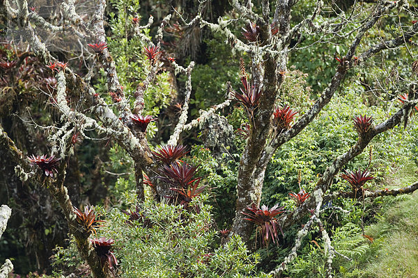 Baum mit Bromelien im Bergregenwald am Cerro de la muerte  Costa Rica  Mittelamerika