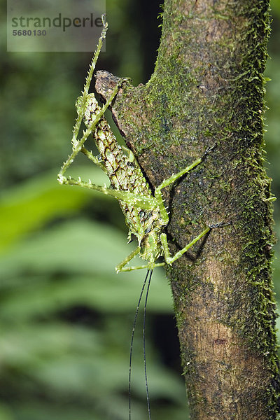 Gut getarnte Heuschrecke  unbestimmte Art  im Tiefland-Regenwald  Braulio-Carrillo Nationalpark  Costa Rica  Mittelamerika