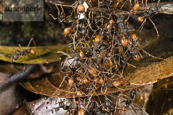 Treiberameisen (Eciton burchellii) bilden lebendige Brücke  Regenwald  Braulio Carrillo Nationalpark  Costa Rica  Mittelamerika