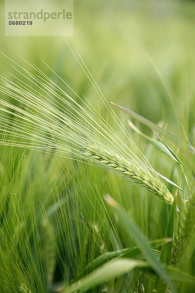 Grüne Gerstenähre auf einem Feld  Hessen  Deutschland  Europa