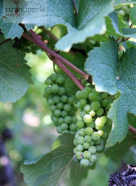 Weinrebe  Lohrberg  Frankfurt am Main  Hessen  Deutschland  Europa