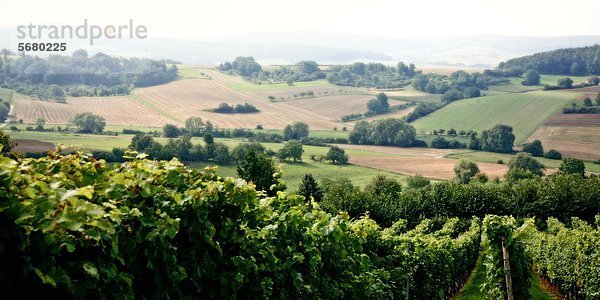 Weinberg und Felder  Odenwald  Hessen  Deutschland  Europa