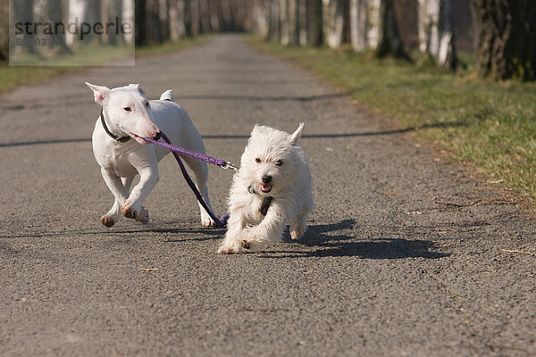 Bullterrier und West Highland White Terrier